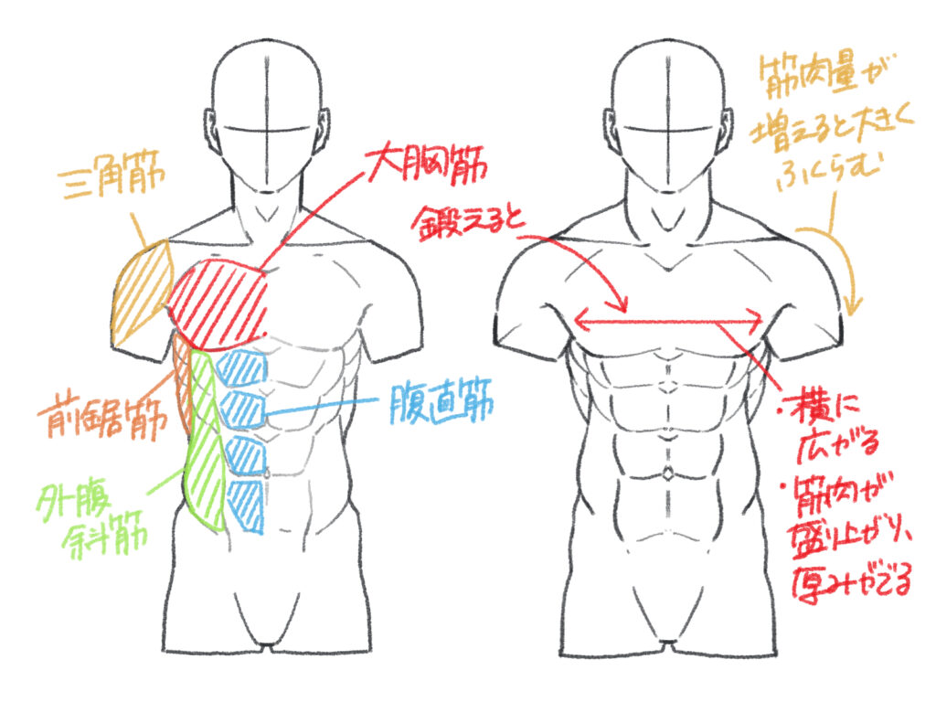 筋肉 描き 方
