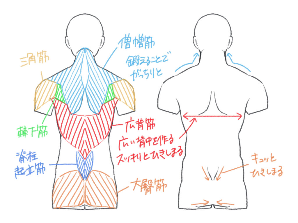 筋肉 描き 方