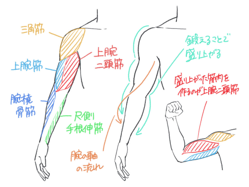 筋肉 イラスト 簡単
