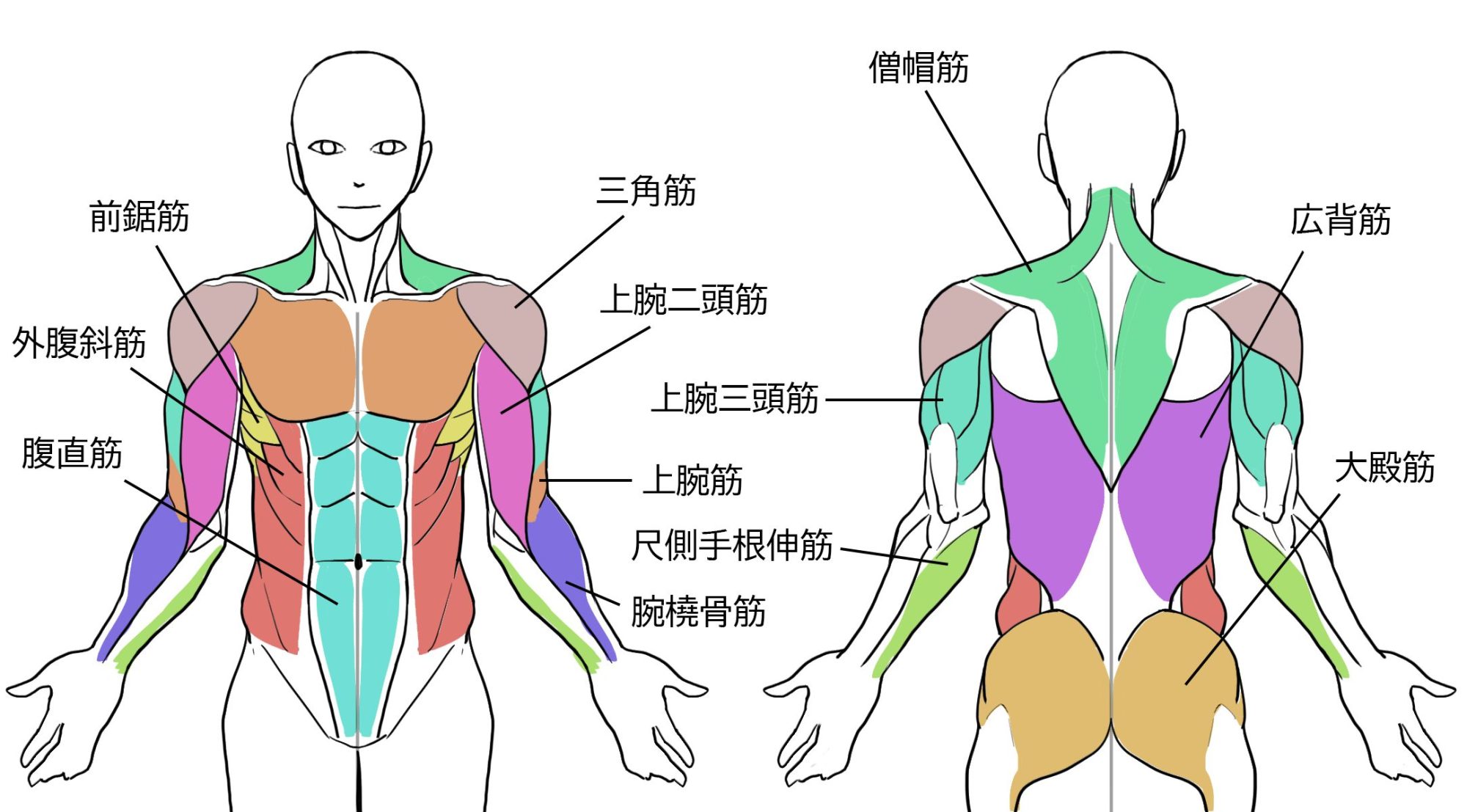 筋肉 イラスト 簡単