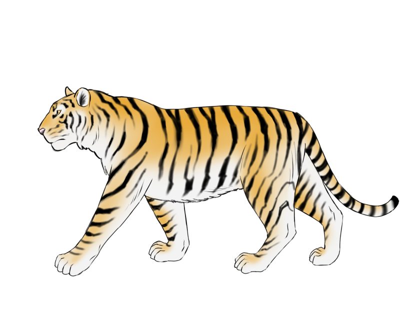 初心者も簡単！虎のイラストの描き方 - オンラインイラスト教室アタム  