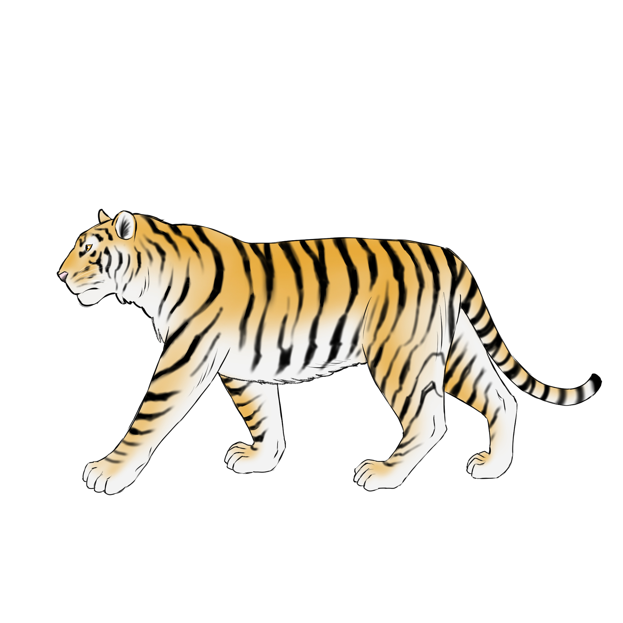 初心者も簡単！虎のイラストの描き方 - オンラインイラスト教室アタム  