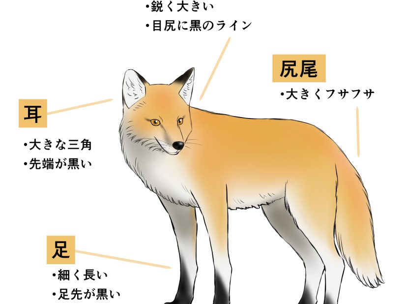 初心者も簡単！キツネのイラストの描き方 - オンラインイラスト教室 
