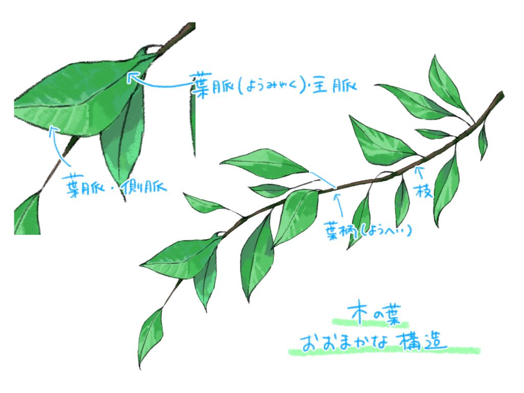 初心者も簡単！葉っぱのイラストの描き方 - オンラインイラスト教室 