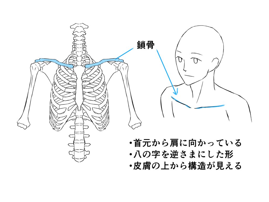 鎖骨 描き 方