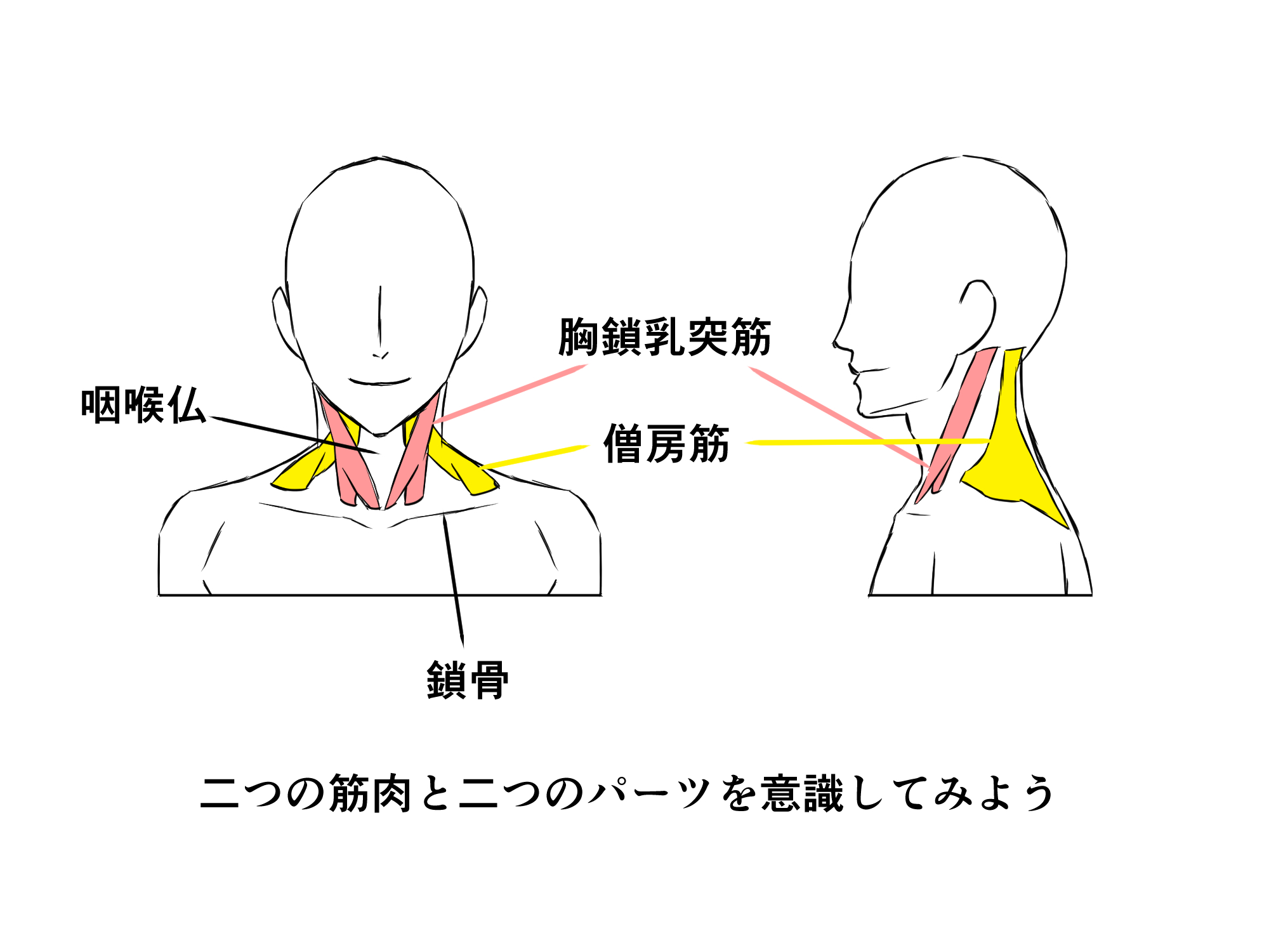 初心者も簡単!首のイラストの描き方 - オンラインイラスト教室アタムアカデミー