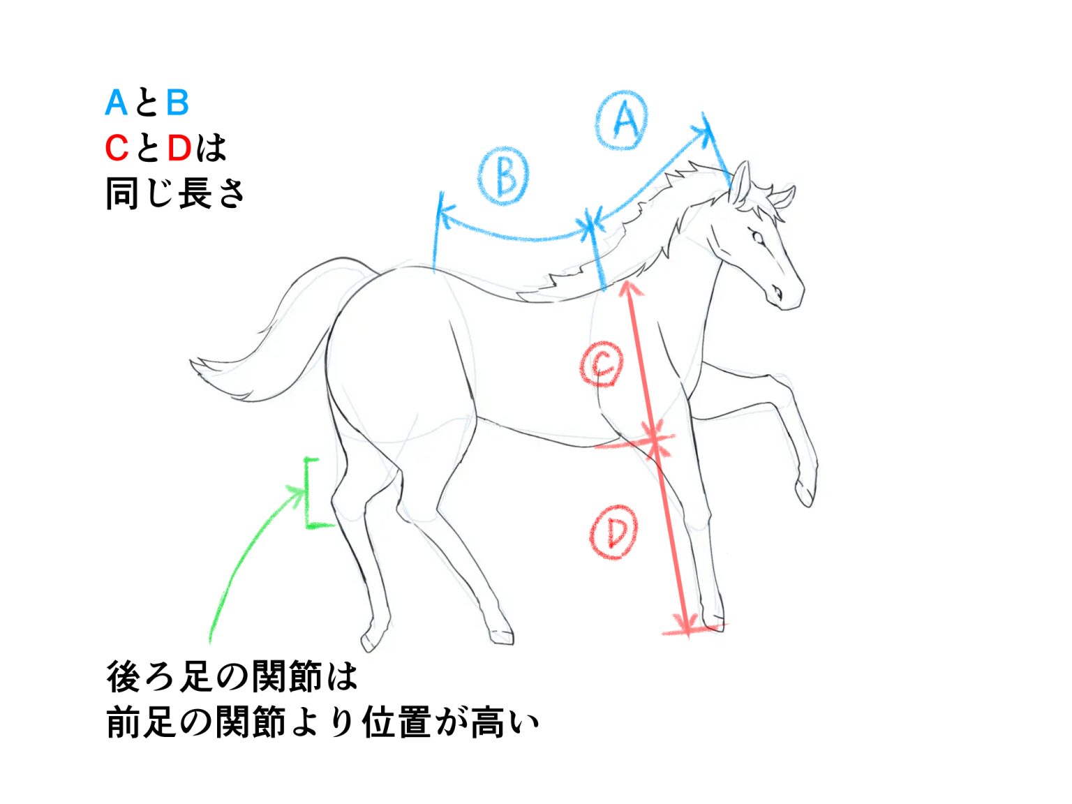 初心者も簡単！馬のイラストの描き方 - オンラインイラスト教室アタムアカデミー
