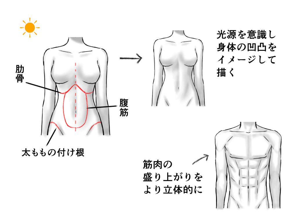 腹筋 描き 方