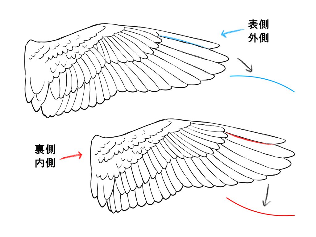 初心者も簡単！翼のイラストの描き方 - オンラインイラスト教室アタム 