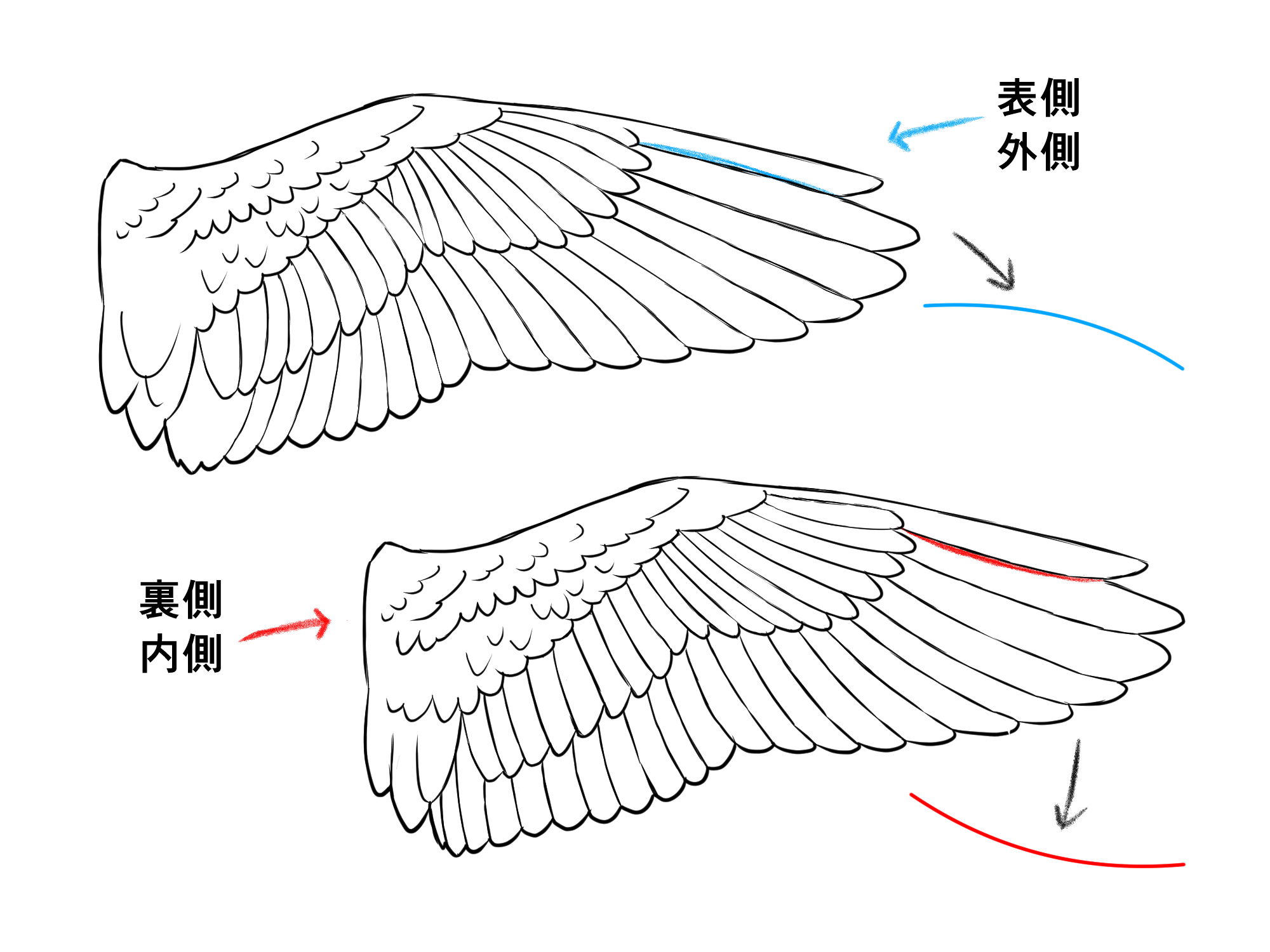 初心者も簡単!翼のイラストの描き方 - オンラインイラスト教室アタムアカデミー