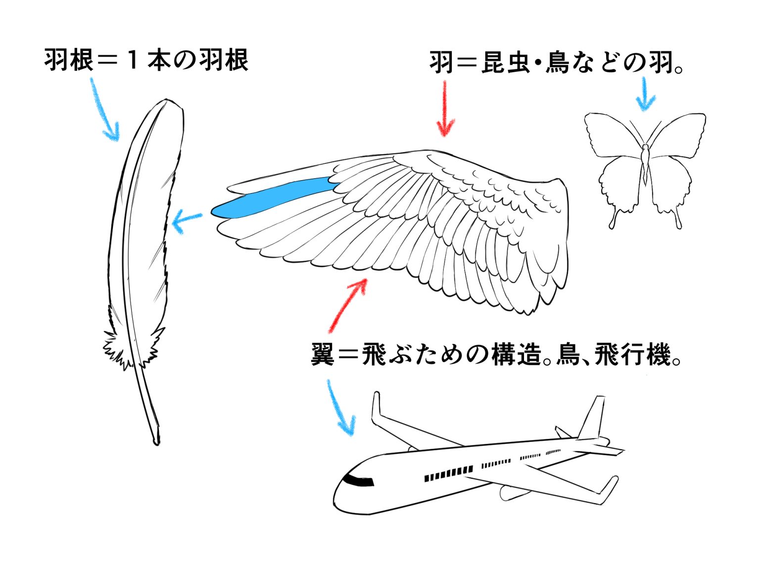 初心者も簡単!翼のイラストの描き方 - オンラインイラスト教室アタムアカデミー