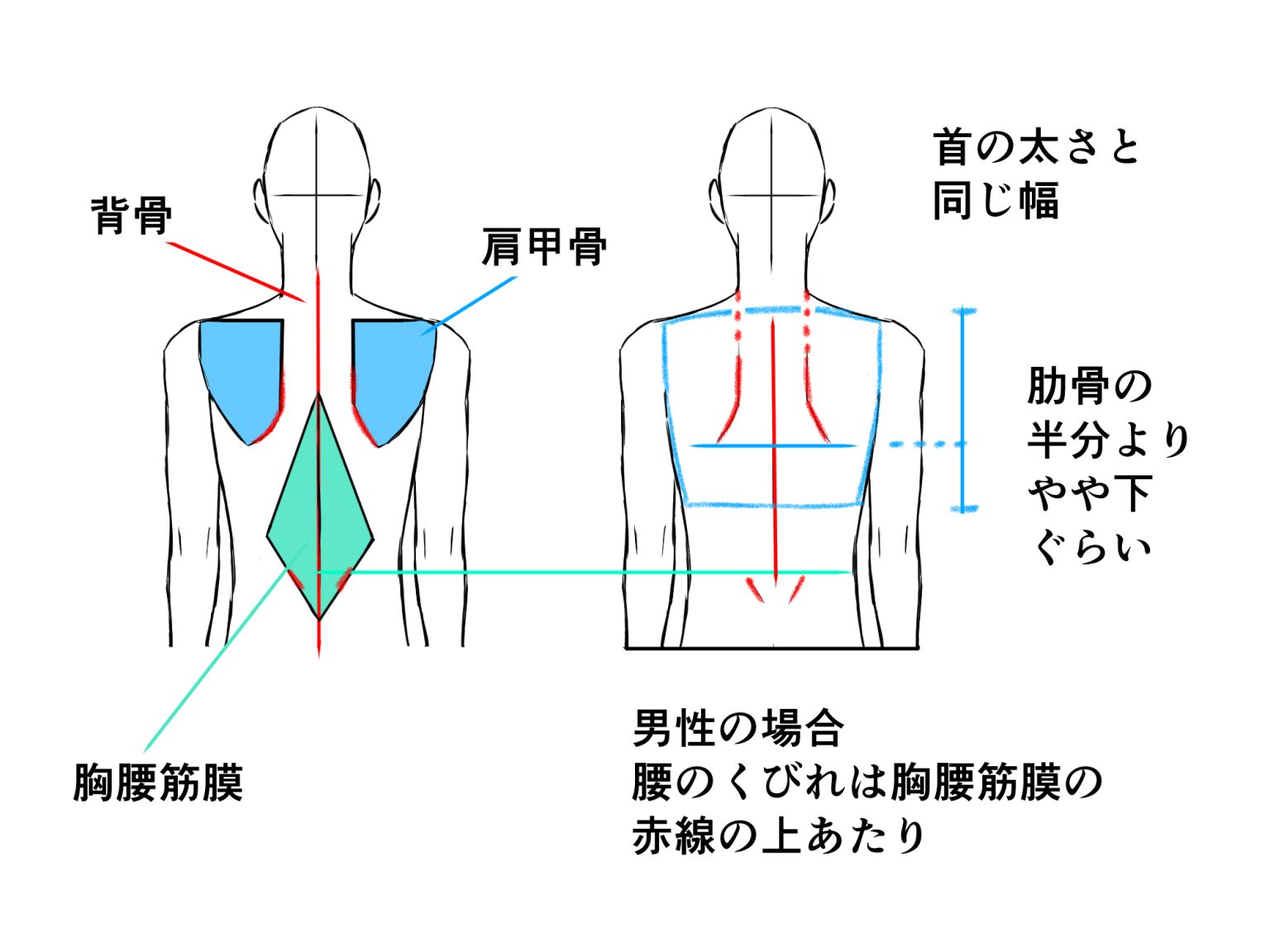 初心者も簡単!背中のイラストの描き方 - オンラインイラスト教室アタムアカデミー