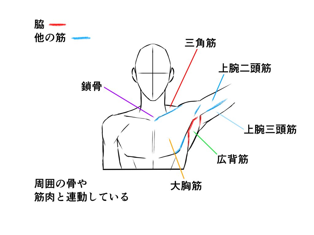 脇 描き 方