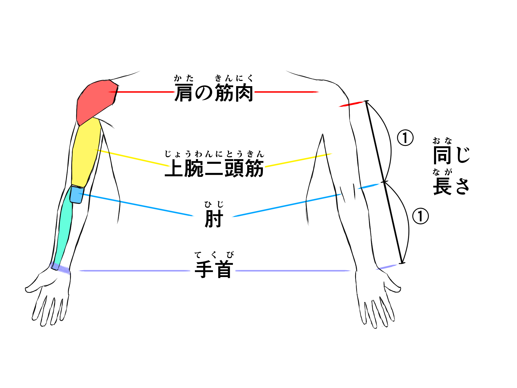初心者も簡単!腕のイラストの描き方 - オンラインイラスト教室アタムアカデミー