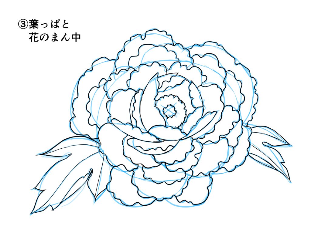 初心者も簡単！牡丹のイラストの描き方 - オンラインイラスト教室
