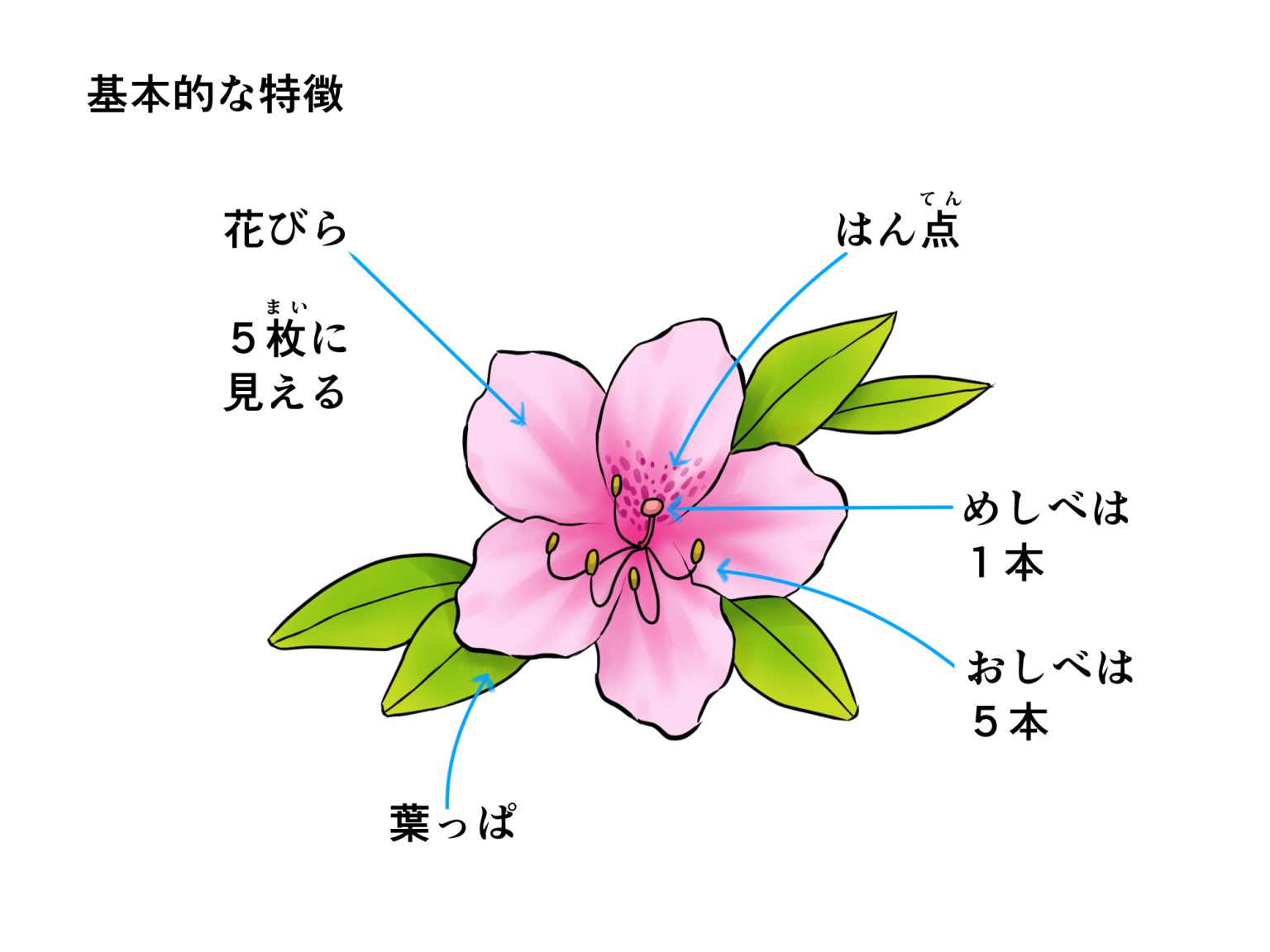 初心者も簡単！ツツジのイラストの描き方 - オンラインイラスト教室アタムアカデミー