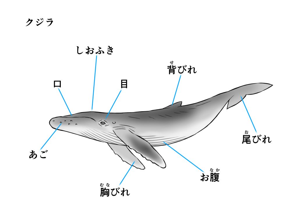 初心者も簡単！クジラのイラストの描き方 - オンラインイラスト教室アタムアカデミー