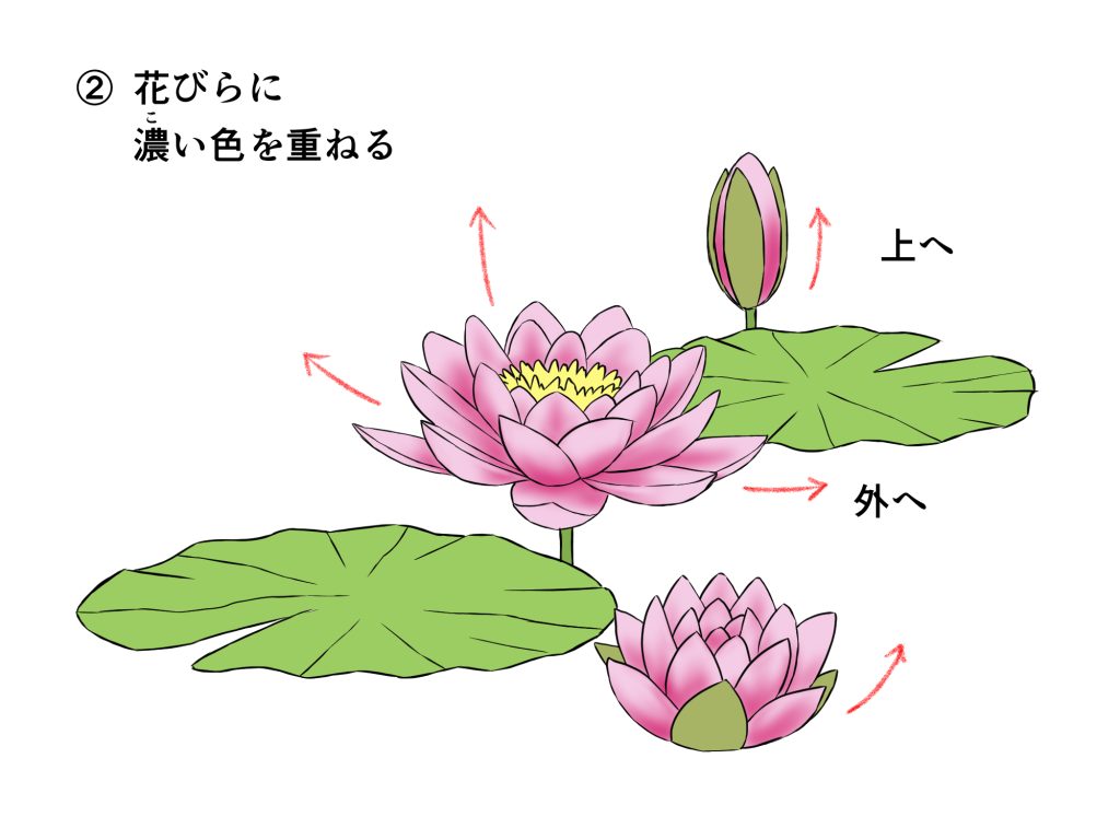 初心者も簡単！蓮の花・睡蓮のイラストの描き方 - オンラインイラスト 