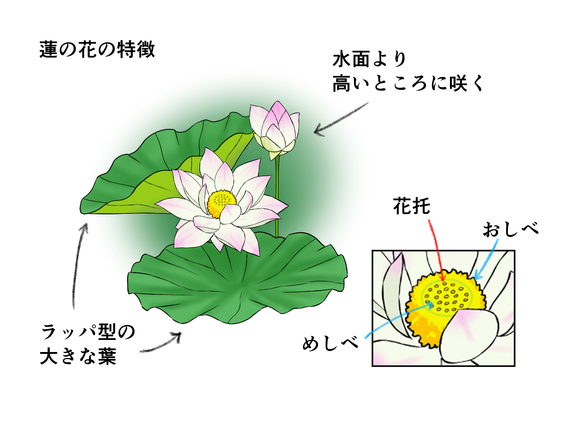 初心者も簡単!蓮の花・睡蓮のイラストの描き方 - オンラインイラスト教室アタムアカデミー