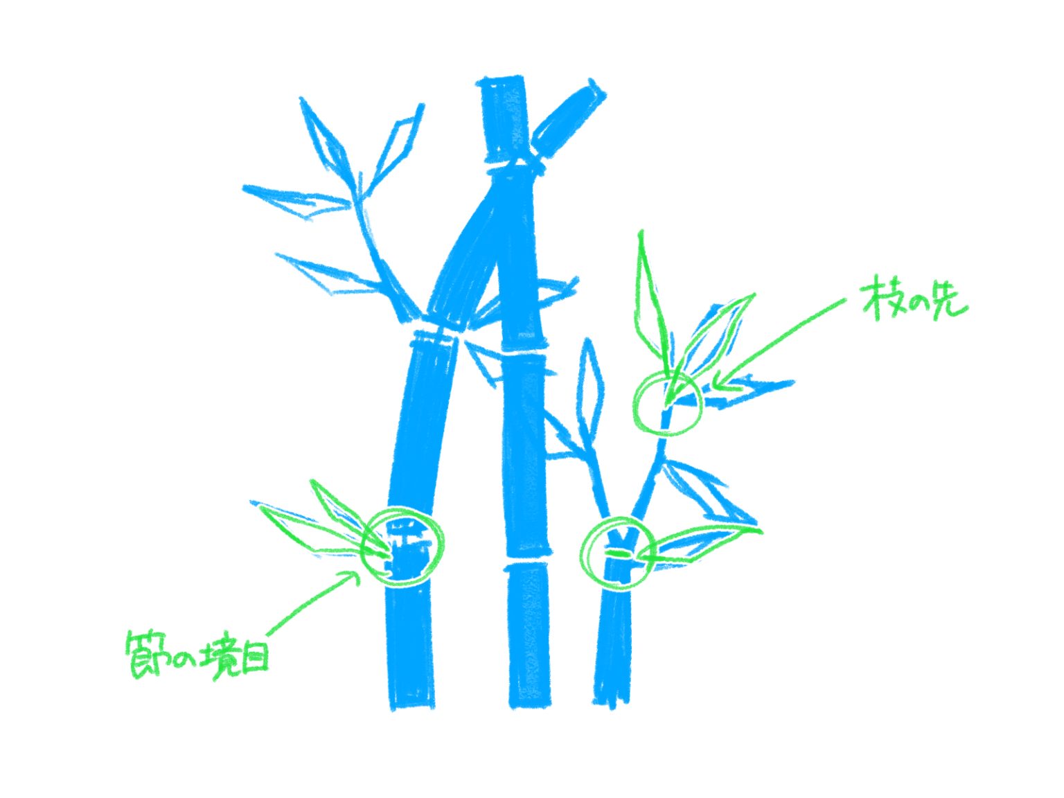 初心者も簡単!竹のイラストの描き方 - オンラインイラスト教室アタムアカデミー